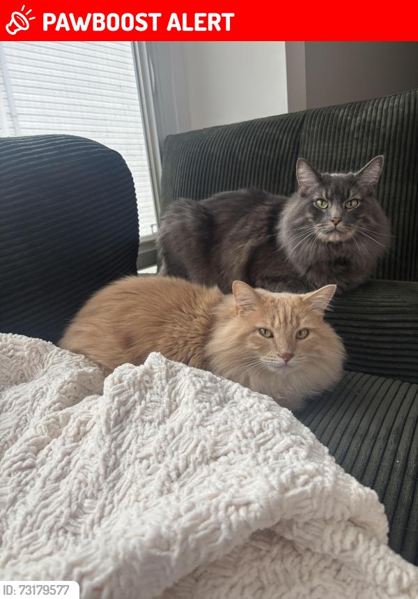 Lost Male Cat last seen Abbie Lakes, Canal Winchester, OH 43110