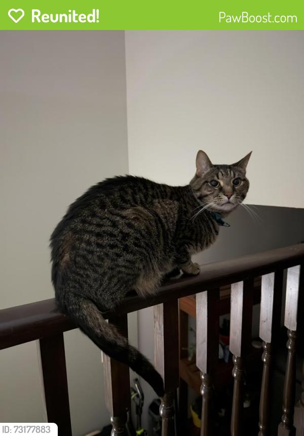 Reunited Male Cat last seen Evans Blvd south and Meadowgate Rd south, London, ON N6M 0B3
