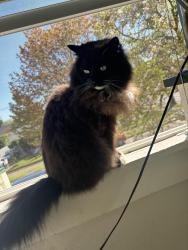 Reunited Male Cat last seen Intersection of N Borthwick Ave and Rosa Parks across from Peninsula Park., Portland, OR 97217