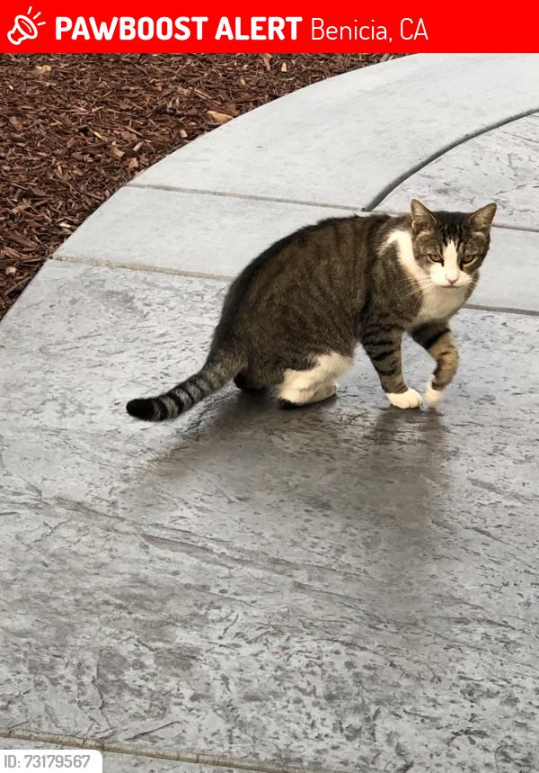 Lost Male Cat last seen Radnor Court and Carlisle, Benicia, CA 94510