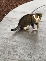 Lost Male Cat last seen Radnor Court and Carlisle, Benicia, CA 94510
