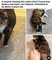 Found/Stray Female Cat last seen Near Costco, Lakewood, CO 80235