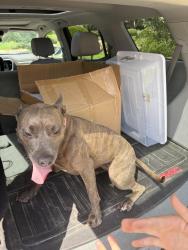 Reunited Female Dog last seen Eldridge and Grant, Houston, TX 77070