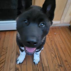 Reunited Male Dog last seen Near Scaffold Way, Odenton, MD 21113, USA, Odenton, MD 21113