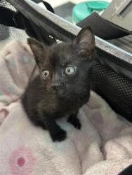 Shelter Stray Male Cat last seen Near SUNNY PRAIRIE DR, CITY of El Paso, TX, 5001 Fred Wilson Ave, El Paso, TX 79906, USA