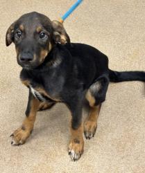 Shelter Stray Female Dog last seen Near Broad St, 30341, GA, 3280 Chamblee Dunwoody Rd, Chamblee, GA 30341, USA