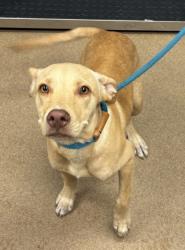 Shelter Stray Male Dog last seen Near South Deshon Road, 30058, GA, 3280 Chamblee Dunwoody Rd, Chamblee, GA 30341, USA