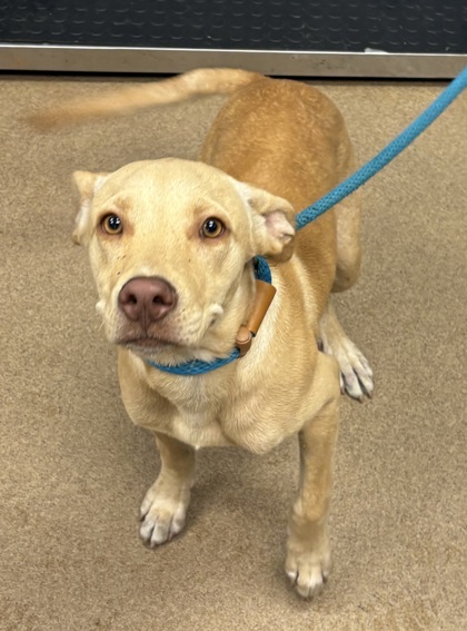Shelter Stray Male Dog last seen Near South Deshon Road, 30058, GA, 3280 Chamblee Dunwoody Rd, Chamblee, GA 30341, USA