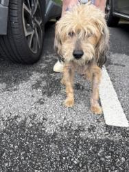 Shelter Stray Male Dog last seen Near Peachford Rd, Dunwoody, GA 30338, 30338, GA, 3280 Chamblee Dunwoody Rd, Chamblee, GA 30341, USA