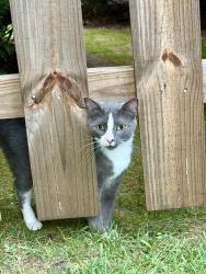 Found/Stray Female Cat last seen Pelham Falls Drive & Woodway Drive, Greer, SC 29651