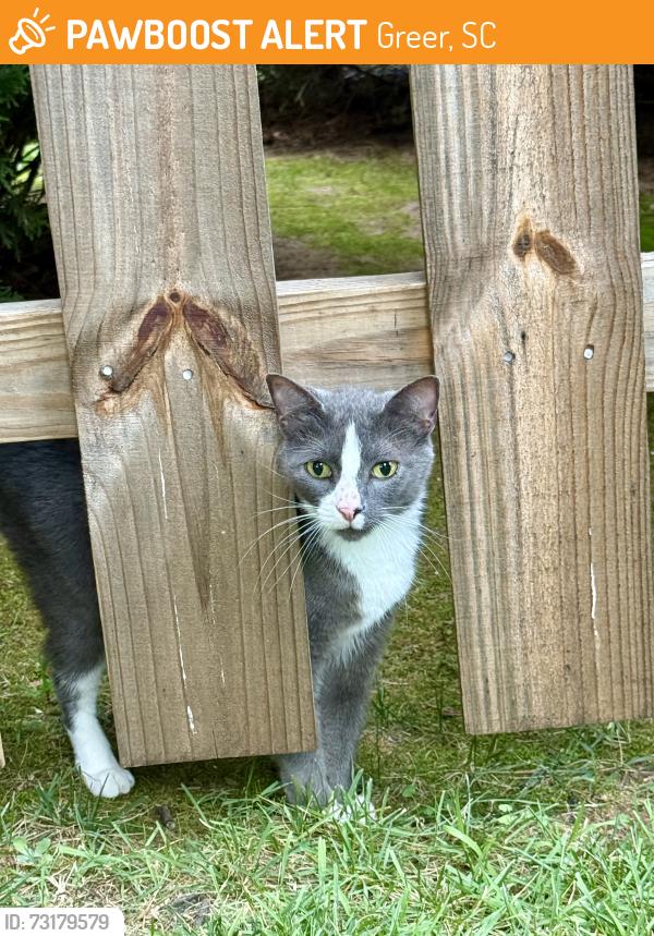 Found/Stray Female Cat last seen Pelham Falls Drive & Woodway Drive, Greer, SC 29651