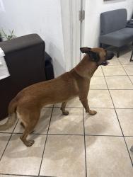 Found/Stray Female Dog last seen Esserman Honda, Homestead, FL 33032