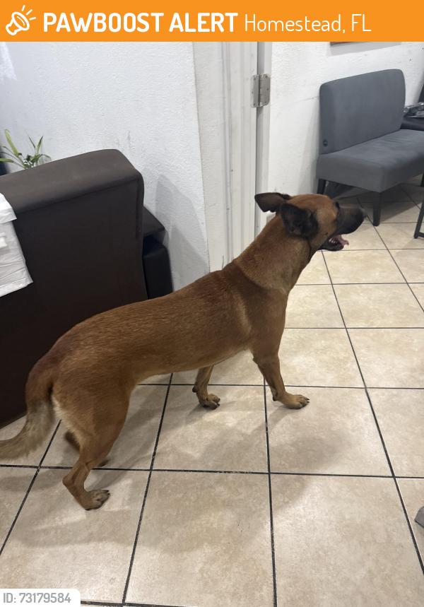 Found/Stray Female Dog last seen Esserman Honda, Homestead, FL 33032