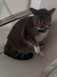 Reunited Female Cat last seen Near SW 142nd Ave, Miami, FL 33183, USA, Miami, FL 33183