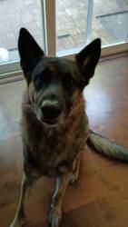 Reunited Male Dog last seen 122nd and Stark, Portland, OR 97216