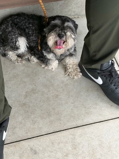 Shelter Stray Male Dog last seen Near Old National Hwy, Atlanta, GA, 1251 Fulton Industrial Blvd NW, Atlanta, GA 30336, USA