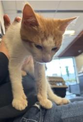 Shelter Stray Male Cat last seen Near Harbor Pointe Parkway, Sandy Springs, GA, 1251 Fulton Industrial Blvd NW, Atlanta, GA 30336, USA