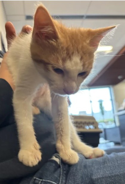 Shelter Stray Male Cat last seen Near Harbor Pointe Parkway, Sandy Springs, GA, 1251 Fulton Industrial Blvd NW, Atlanta, GA 30336, USA