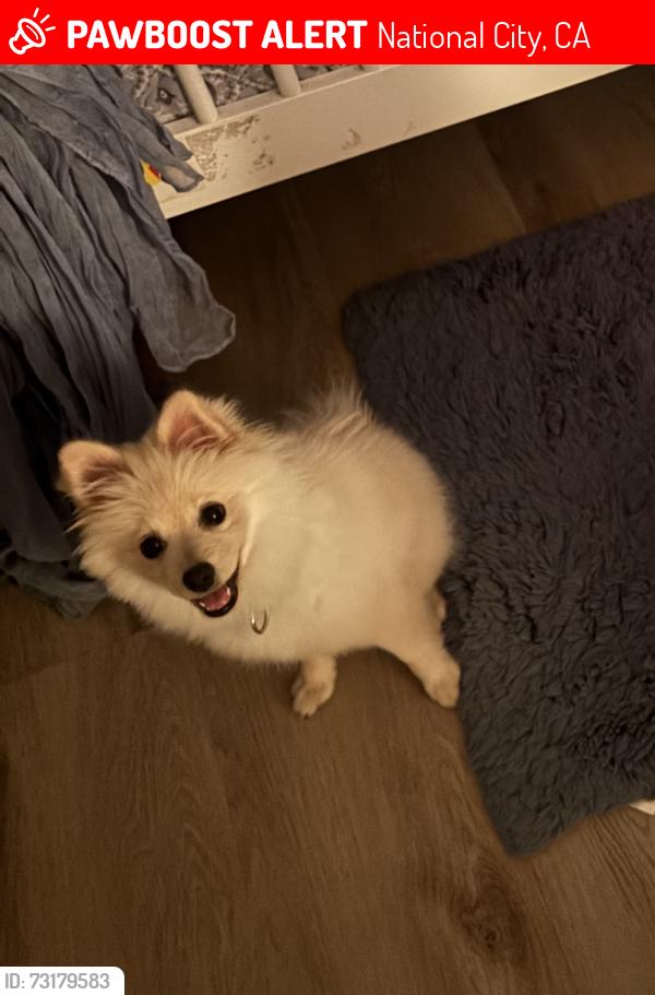 Lost Female Dog last seen Granger middle school, National City, CA 91950