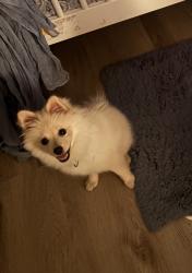 Lost Female Dog last seen Granger middle school, National City, CA 91950
