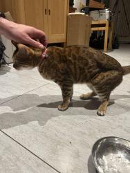Reunited Female Cat last seen Menlove Avenue, Merseyside, England L18 2EL