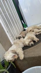 Reunited Female Dog last seen Beecher & HIghway 26, Stockton, CA 95215