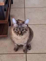 Lost Female Cat last seen Near Garza st Edinburg TX, Edinburg, TX 78539