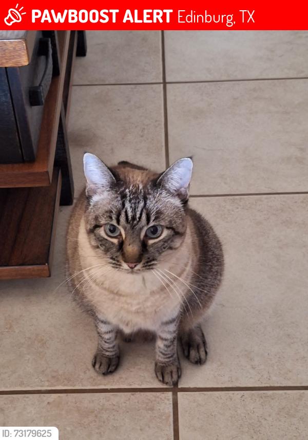 Lost Female Cat last seen Near Garza st Edinburg TX, Edinburg, TX 78539