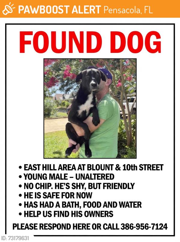 Found/Stray Male Dog last seen East Hill - Blount & 10th, Pensacola, FL 32503
