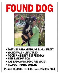Found/Stray Male Dog last seen East Hill - Blount & 10th, Pensacola, FL 32503