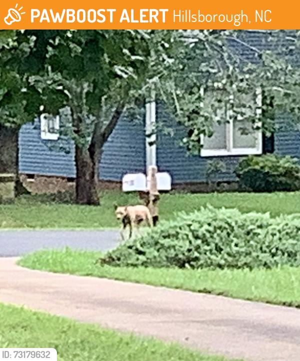 Found/Stray Unknown Dog last seen Jacobs trail & ode turner, Hillsborough, NC 27278