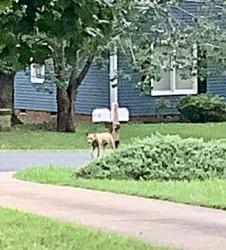 Found/Stray Unknown Dog last seen Jacobs trail & ode turner, Hillsborough, NC 27278