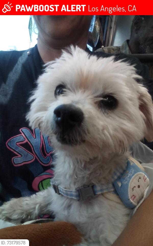 Lost Male Dog last seen Hubbard St and Gladstone Ave., Los Angeles, CA 91342