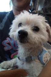 Lost Male Dog last seen Hubbard St and Gladstone Ave., Los Angeles, CA 91342