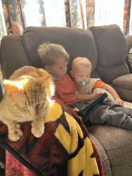Lost Female Cat last seen Shawneeland, Winchester, VA 22602