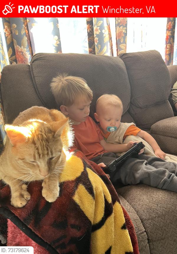 Lost Female Cat last seen Shawneeland, Winchester, VA 22602