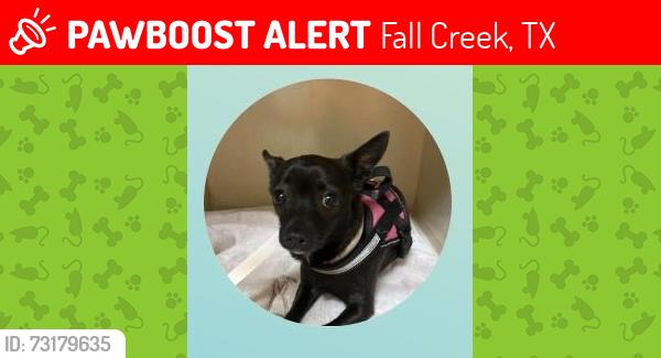Lost Female Dog last seen Fallcreek Bend Court Humble TX, Fall Creek, TX 77396