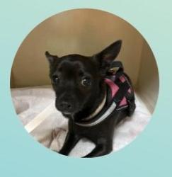 Lost Female Dog last seen Fallcreek Bend Court Humble TX, Fall Creek, TX 77396