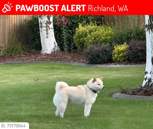 Lost Male Dog last seen pinot ct, Richland, WA 99352