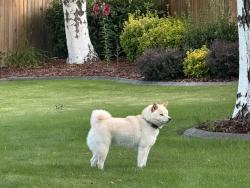 Lost Male Dog last seen pinot ct, Richland, WA 99352