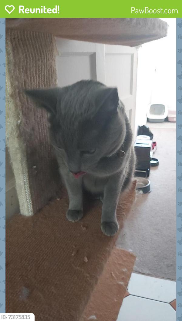 Reunited Male Cat last seen W53bj, Greater London, England W5 3BJ