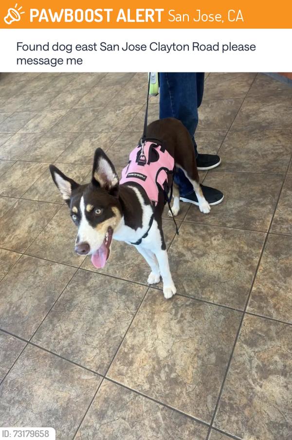 Found/Stray Female Dog last seen Clayton Road, San Jose, CA 95127