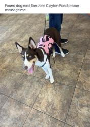 Found/Stray Female Dog last seen Clayton Road, San Jose, CA 95127