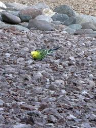 Found/Stray Unknown Bird last seen Shannon and overton, Tucson, AZ 85742