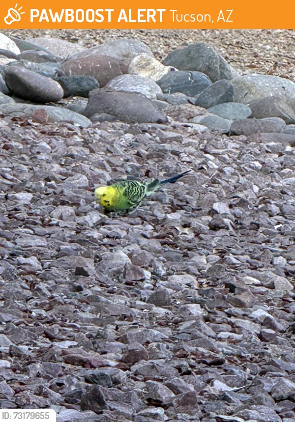 Found/Stray Unknown Bird last seen Shannon and overton, Tucson, AZ 85742