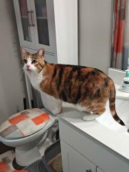 Reunited Female Cat last seen fairway lakes apmts, Columbus, OH 43081