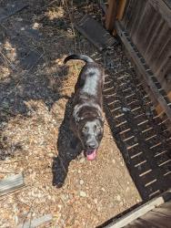Found/Stray Male Dog last seen Near Powerline Trail, Aurora, CO 80013