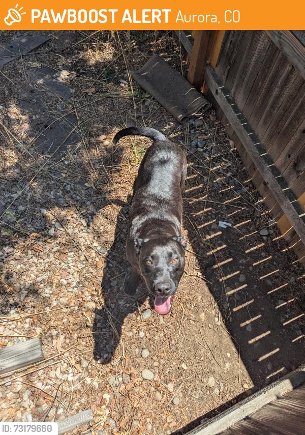 Found/Stray Male Dog last seen Near Powerline Trail, Aurora, CO 80013