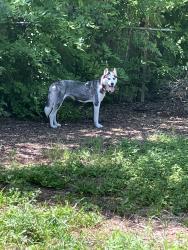 Found/Stray Female Dog last seen Globe Ave between 36th and Hillcrest, San Antonio, TX 78228