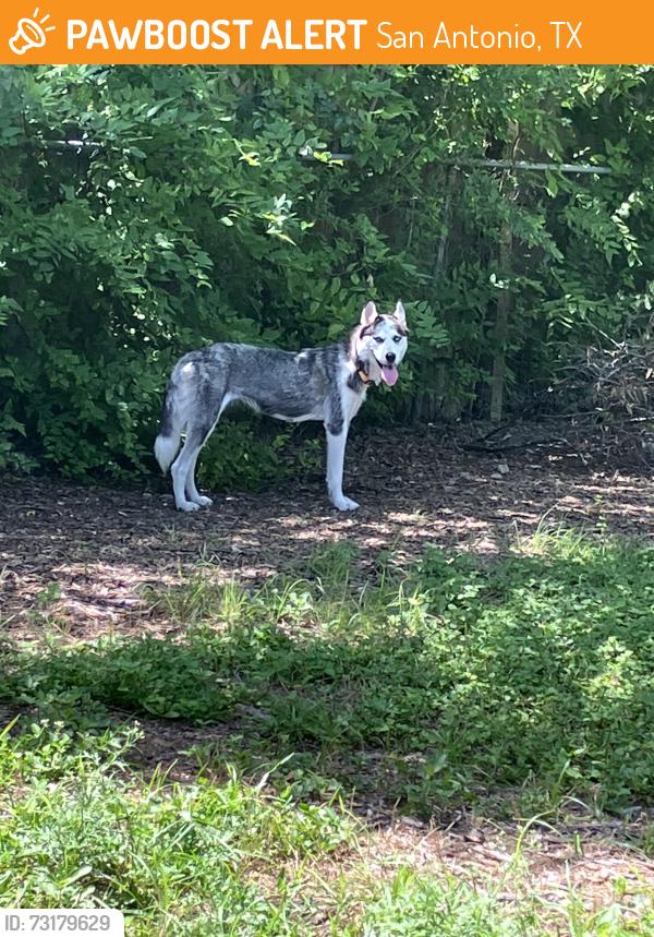Found/Stray Female Dog last seen Globe Ave between 36th and Hillcrest, San Antonio, TX 78228
